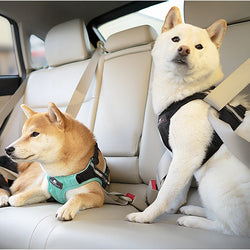 Dog Safety Gear. Keep Your Dog Safe in the Car and Outside Pet Expertise