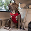 Clickit Terrain Plus Harness, Crash-Tested Dog Car Harness by Sleepypod