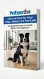How to Care for Your Dog… Before It’s Too Late
