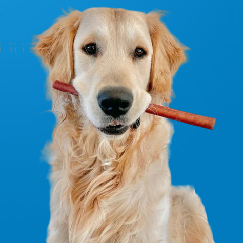Bully Sticks for Dogs, X-Thick Low Odor Options!