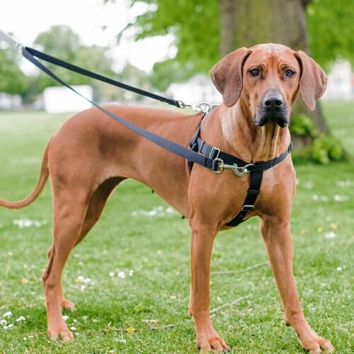 collar leash harness on dog