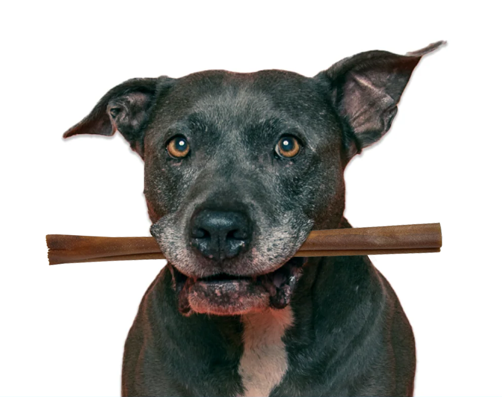 Corium 20 for dogs Clearance