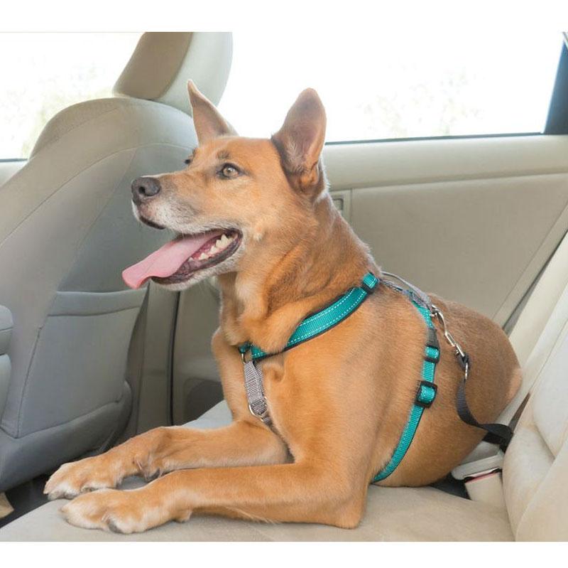 PetSafe 3 in 1 Harness: Standard, No-Pull & Car Control! – Pet