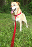 Ruby Red dog harness