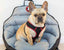 PupSaver Crash-Tested Car Safety Seat for Dogs BLACK & WHITE HOUNDSTOOTH Original PupSaver