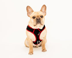 PupSaver Crash-Tested Car Safety HARNESS for Dogs PupSaver Compatible Car Seat - For Use With PupSaver Seats  - Black With Red Trim