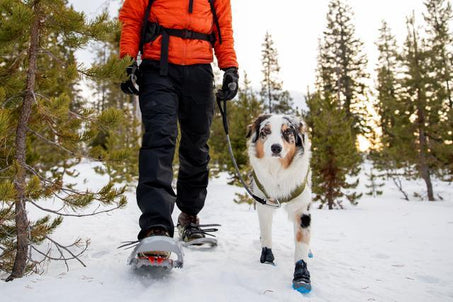 Ruffwear Polar Trex boots on dog