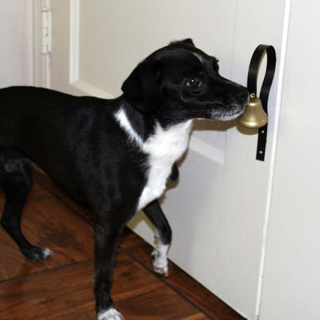 Ollie ringing his bell