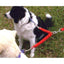 Bungee Lead Leash Coupler In Action