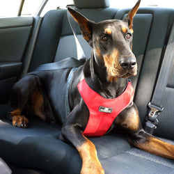 ClickIt Sport Harness, Crash-Tested Dog Car Harness by Sleepypod