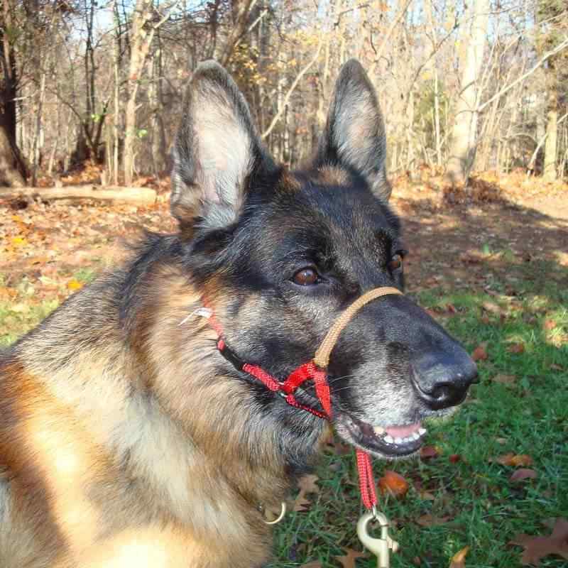 Comfort Trainer Head Halter, Stop Dog Pulling! – Pet Expertise