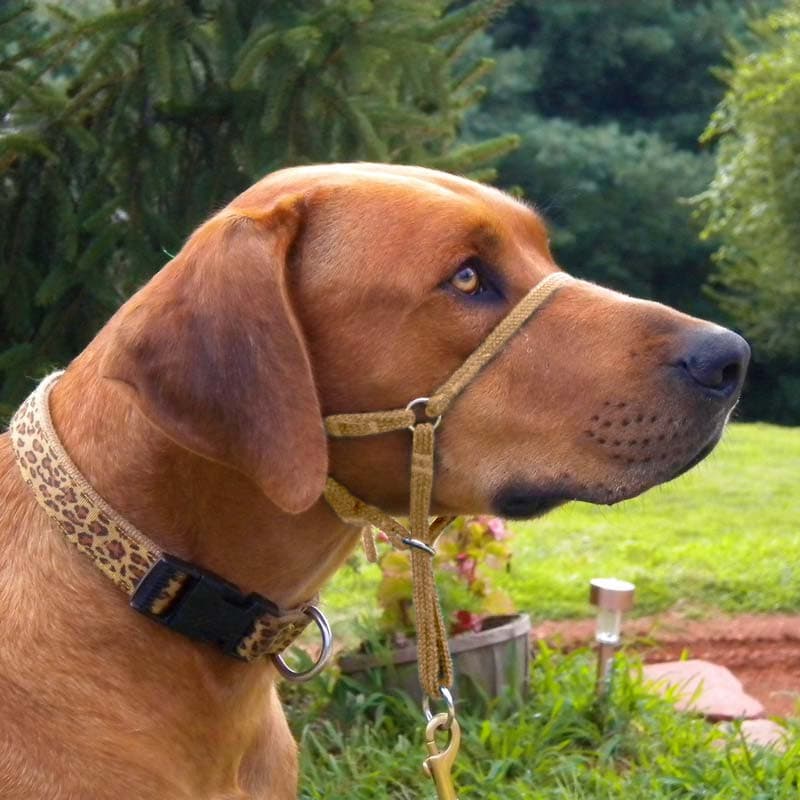 Dog Head Collar Lead Collar For Dogs Beaphar Gentle Leader