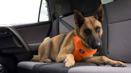 Dog wearing ClickIt orange harness