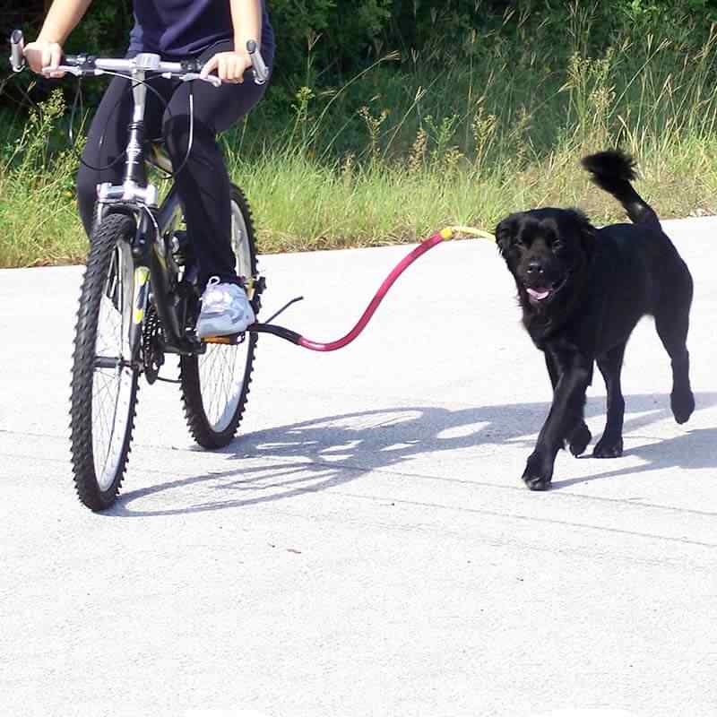 Bike Tow Leash Dog Bicycle Attachment – Pet Expertise