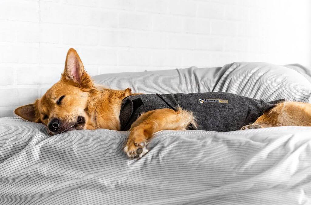 Thundershirt for Dogs Trainer-Approved Pet Expertise