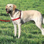 Easy Walk Harness on a Labrador Retriever