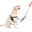Freedom Harness on a Labrador Retriever
