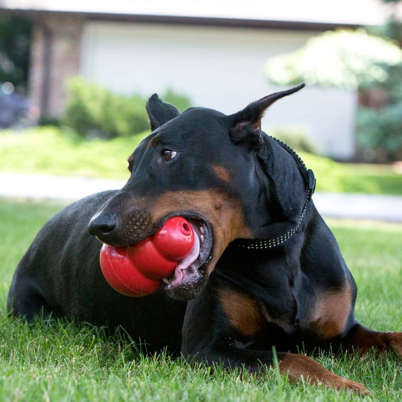 Kong Dog Toy Classic Red Black And