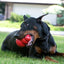 Jackson Happily Chewing a Stuffed Kong Toy