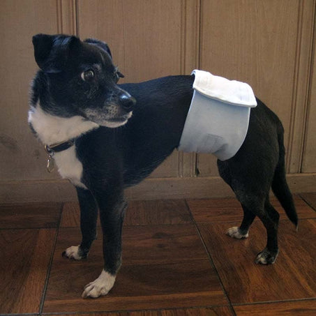 Dog wearing wrap