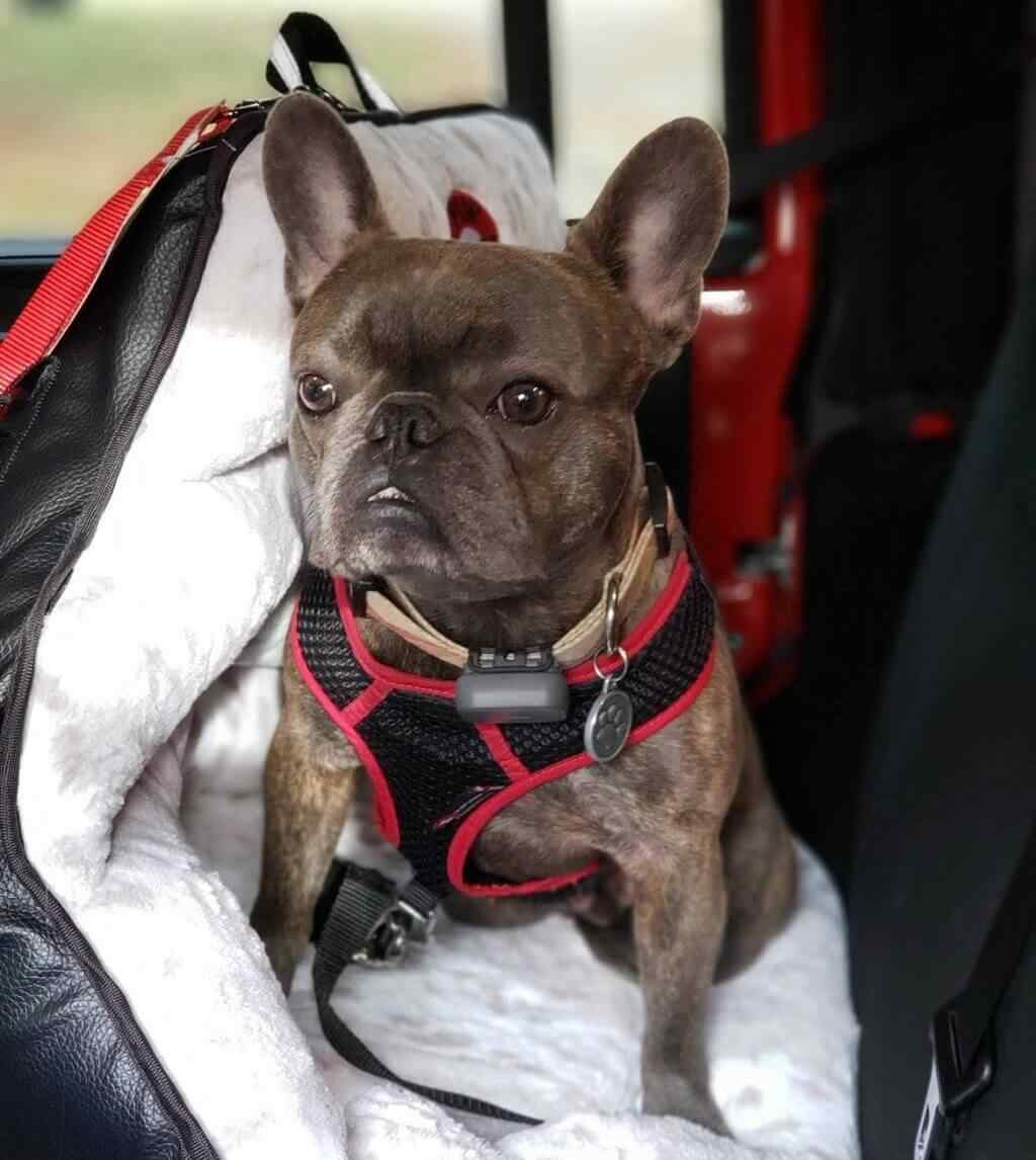 Travel Harness ECO dog crash-tested car harness –