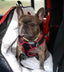 PupSaver Crash-Tested Car Safety Seat for Dogs MINKY SNOW LEOPARD PRINT Original PupSaver
