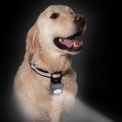 PupLight 2 LED Dog Light, Keeps Your Dog & Your Path Visible!