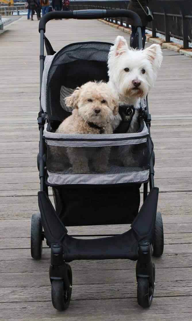 yorkie dog stroller PupSaver PupStroller * NEW * For Dogs Up To 35 lbs – Pet Expertise