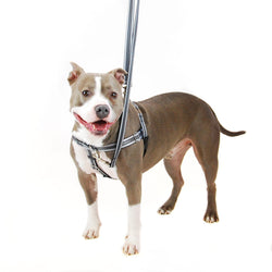 Reflective Freedom Harness & Leash, No-Pull Harness with Padding
