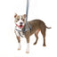 Freedom Dog Harness, Reflective