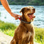 Quick Draw Leash From Ruffwear. Wraps Around Your Dog's Collar!