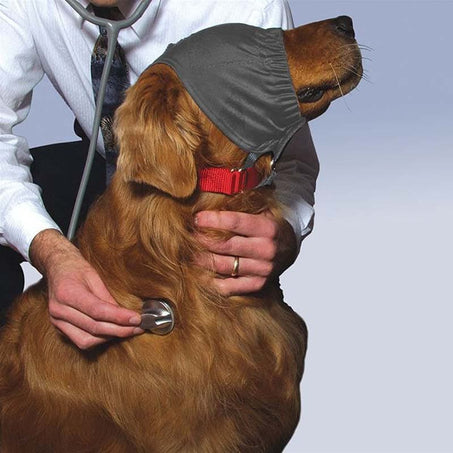 Dog wearing cap during checkup
