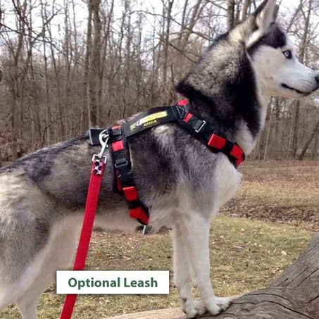 Husky Wearing an Urban Trail Custom Harness
