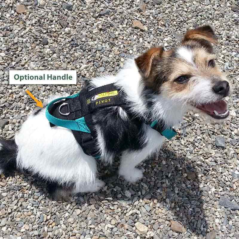Dog Collar Attachment Dog Fashion Accessories