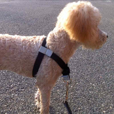 Walk Your Dog with Love Harness