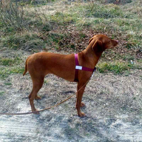 Viszla Wearing the Walk Your Dog with Love Harness in Burgundy