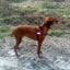 Viszla Wearing the Walk Your Dog with Love Harness in Burgundy